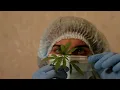 2026 Positive Finding on how Cannabis Affects the Heart