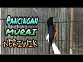 Download Lagu PANCINGAN MURAI BATU Ngeriwik,,!!,,NGEPLONG,,agar cepat GACOR,,