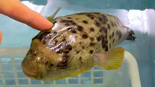 【たすけたい。】市場で500円でうられていた変なフグ　を救った。