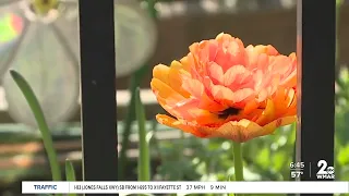Impending Under Armour move puts Locust Point garden in jeopardy