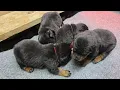 late night shenanigans at Butler Kennels Rottweilers