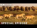 Download Lagu Ultimate Predators: When Lion Attack (SPECIAL EPISODE) | Nature Animal Documentary