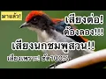Download Lagu เสียงนกชมพูสวน!! เสียงต่อ!!