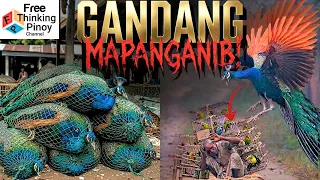 PEACOCK: bakit DELIKADO ang ibon na ito? | Facts about peafowl