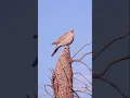 Download Lagu White-winged dove video and calls