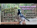 Download Lagu MASTERAN BURUNG GELATIK BATU GACOR