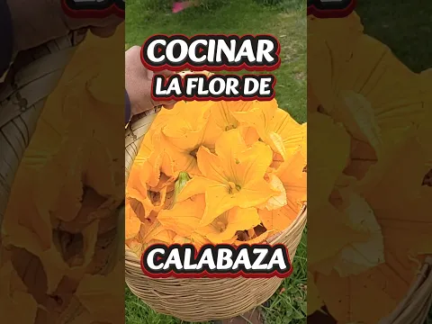 CÓMO COCINAR LA FLOR DE CALABAZA #flores