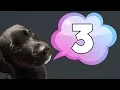 3 MUST SEE Tips for Borador Puppy Training Puppy Training Tips
