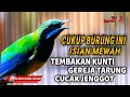 Download Lagu 🔴CUCAK CUNGKOK MAUT FULL ISIAN, BIKIN KAGET SATU GANTANGAN❗ - TEMBAKAN KUNTI, GEREJA TARUNG, JENGGOT