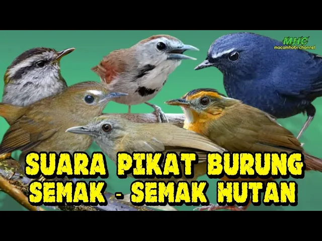 Download MP3 Kombinasi Suara Pikat Pelanduk semak dan burung semak semak hutan