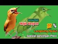 Lagu Pleci ngalas nembah suara merdu - ahlinya bikin BukPar (SPESIAL PANCINGAN PLECI)