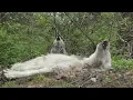 Download Lagu The Funniest Wolf Howls Are Lazy Ones
