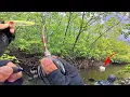 Download Lagu TOP WATER EXPLOSION ..!!! CASTING MANGROVE JACK DI MUARA KECIL UMPAN WTD DI SAMBAR BERTUBI-TUBI