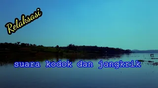 Download Sungguh Menenangkan Suara Kodok Dan Jangkrik Di Tepi Danau MP3