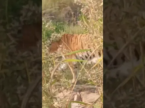 Tiger | forest | jungle safari | Zoological Park | Kota Rajasthan