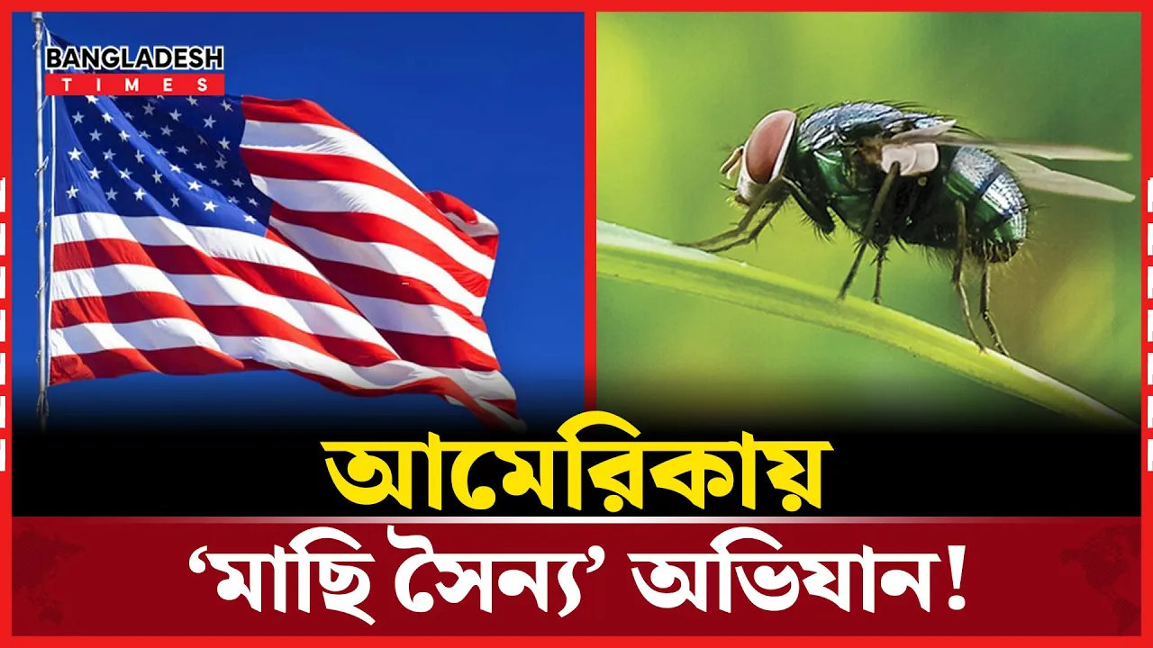 মাংসাশী পোকা দমনে কোটি কোটি মাছি ছাড়ছে যুক্তরাষ্ট্র