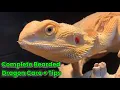 Bearded Dragon Complete Care Guide Tips How to Care for Bearded Dragons
