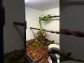 Don t panic folks this is only to help out this Green Tree Python with her breeding