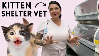 Insights from a GREAT Kitten Shelter Vet