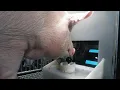 Pigs can play games scientists have found after putting four fun loving swine to the test