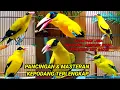 Download Lagu BERAGAM kicau suara kepodang gacor dari pagi, siang, malam SANGAT COCOK buat PANCINGAN burung podang
