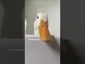 Bebek berkokok.
