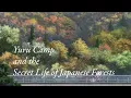 Yuru Camp and the Secret Life of Japanese Forests