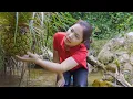 Download Lagu Harvesting 1000 Wild Pineapples From Stream To Sell At Market | Gardening \u0026 Cooking | Farm Life 4K