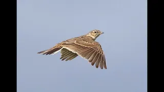 Skylark Sound For Hunting صوت المطوق للصيد 
