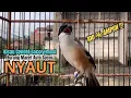 Download Lagu burung cendet gacor EMOSI MATERI MEWAH buat PANCINGAN CENDET AGAR BUNYI, jadikan BURUNG PENTET GACOR