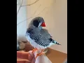 Download Lagu suara zebra finch seperti robot
