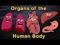 Lagu Organs of the Human Body Songs  | Anatomy Education Songs