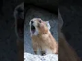Hear the American Pika Sound!