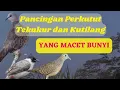 Download Lagu Pancingan Perkutut/tekukur/Kutilang yang macet Bunyi