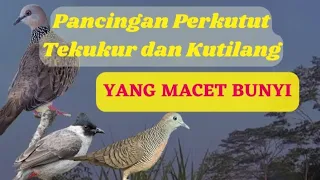 pancingan perkutut tekukur kutilang yang macet bunyi