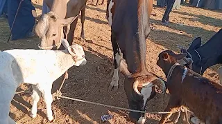 اسعار البقر الوالد والعشر واللبن في سوق التوفيقيه بحيره يوم 15 10 2025 