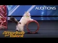Download Lagu The Savitsky Cats: Super Trained Cats Perform Exciting Routine - America's Got Talent 2018