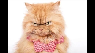 تبغى بستك تخاف سمعها هذا الصوت صوت قطة زعلانة قطط اصوات الحيواناتSound Scares Cats 