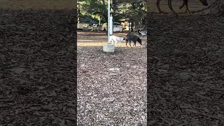 Dog park !  #fyp #dream #doberman #pets #youtube