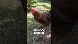 Big colorful cocks in the hotel gardens #windedvoyage #sailinglifestyle #africa #casamance #senegal