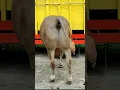 Download Lagu Sapi Berak di Pasar Hewan