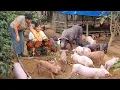 Lagu Take care of the lactating sows. The chickens are sold to traders who buy them to roast. ( Ep 410 )