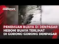 Lagu Heboh! Buaya Hidup Ditemukan di Gorong-gorong Kota Denpasar | OneNews Update