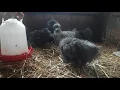 Rosedale farm UK Cuckoo silkie chickens hens cockerel is in his first moult