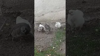 لحظة مميزة من البث المباشر 