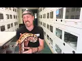 Blood Pythons Why I keep Obsessing