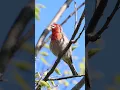 Download Lagu Burung Finch Rumah Bernyanyi - Suara Burung di Halaman Belakang