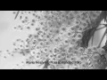 Maria Healy-Mimosa (Extended Mix)