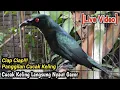 Download Lagu CIAP CIAP‼️ SUARA PANGGILAN CUCAK KELING PALING AMPUH UNTUK PANCINGAN CUCAK KELING