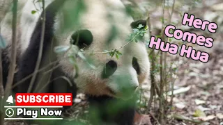 Do He Hua’s Tiny Steps Walk Straight Into Your Heart? | iPanda